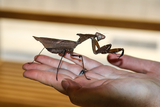 A praying mantis on a person's hand